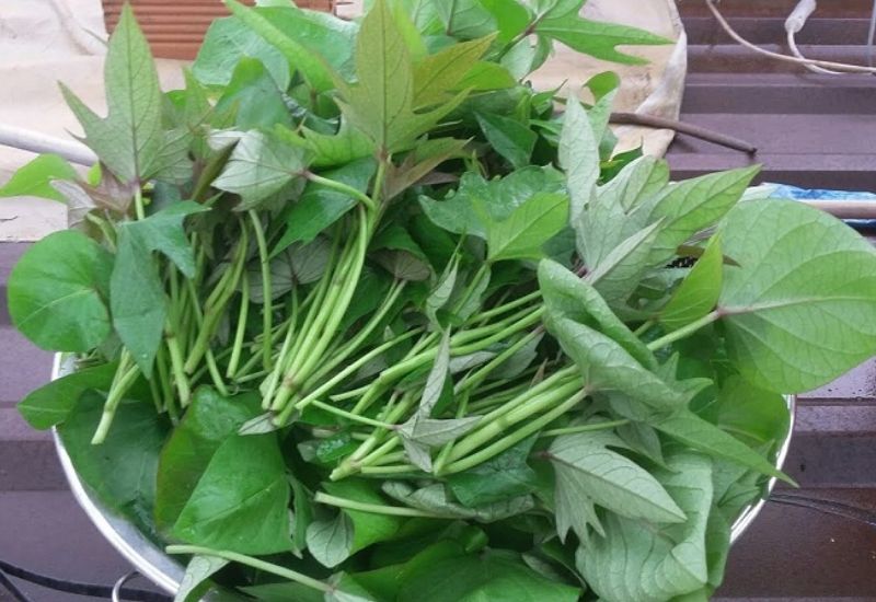 Rau lang là một trong các loại rau tốt cho mẹ sau sinh mổ