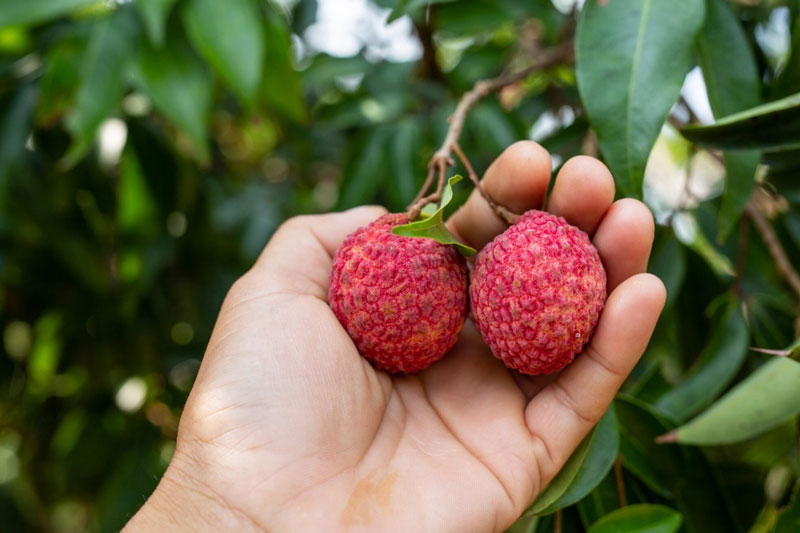 Ăn vải giúp tăng khả năng phòng chống ung thư