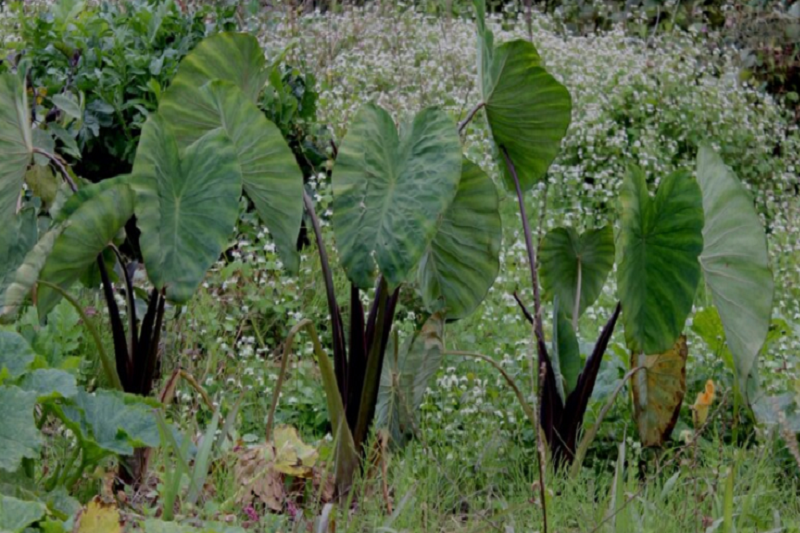 Cây khoai sọ