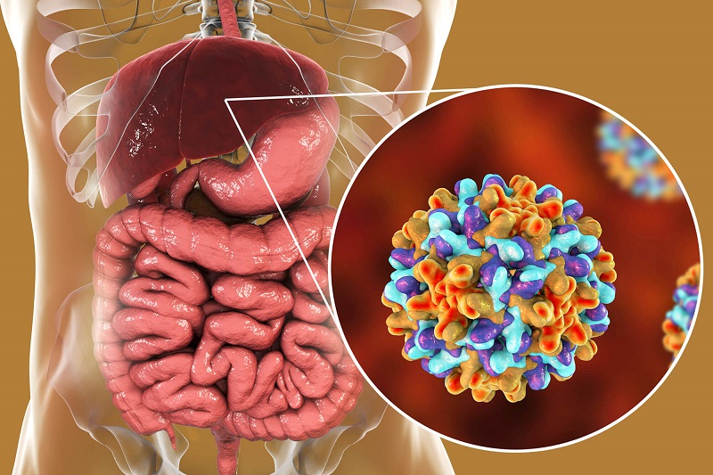 Minh họa sự tồn tại của virus viêm gan B