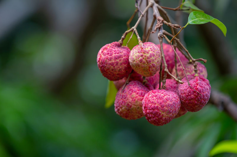 Quả vải chứa nhiều thành phần dinh dưỡng với hàm lượng đường tự nhiên là chủ yếu