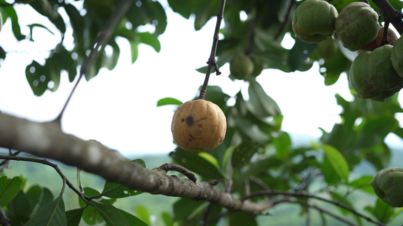 Quả tai chua gần giống quả ổi, khi chín có màu vàng