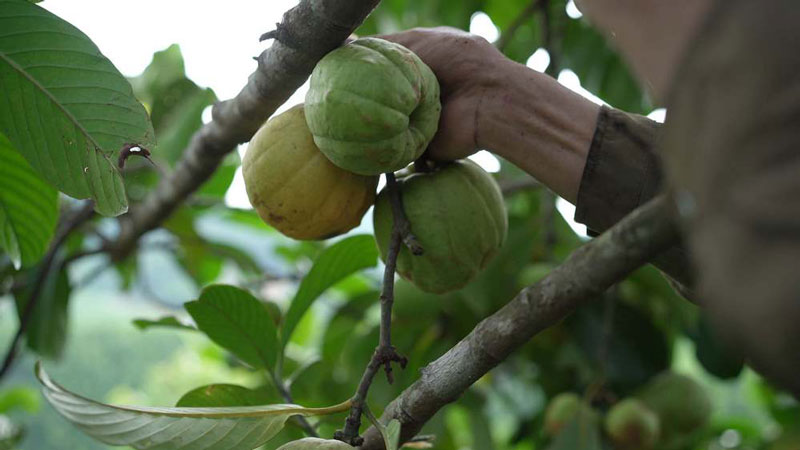 Cả quả và lá của cây tai chua đều có thể sử dụng làm thuốc