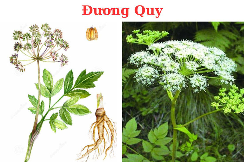 Hình ảnh cây đương quy đã ra hoa 