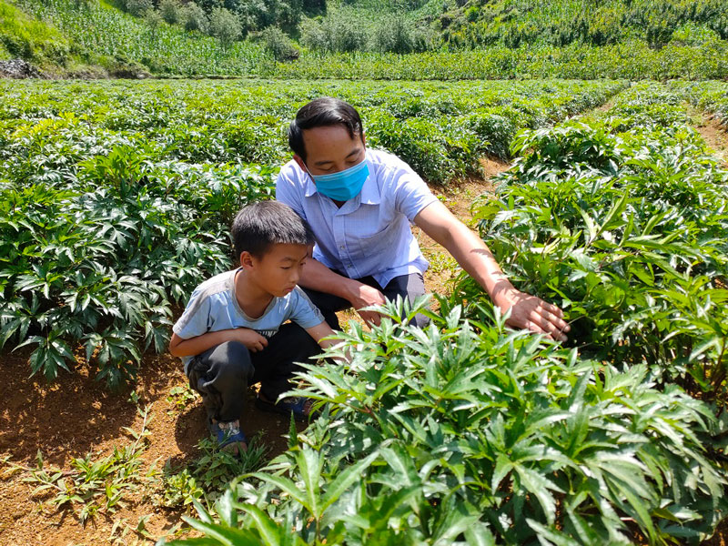 Cây đương quy thích hợp trồng ở khu vực phía Bắc 