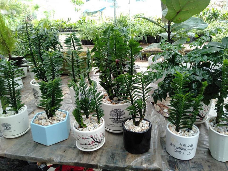 Cây có thể được trồng trong chậu 