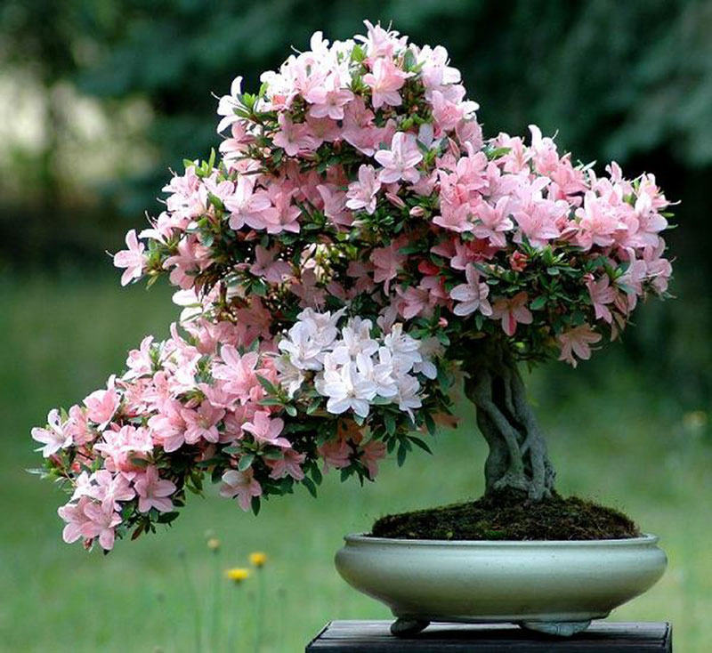 Cây hoa đỗ quyên được trồng trong chậu 