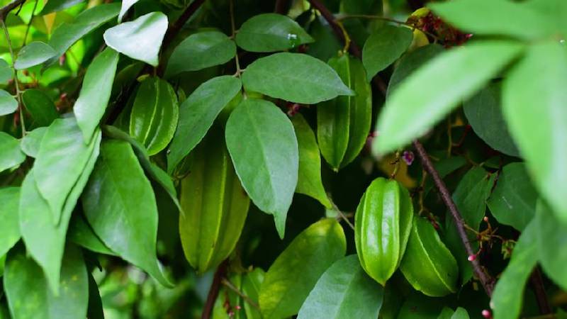 Lá khế có chữa saponin giúp kháng khuẩn, chống viêm cho làn da 