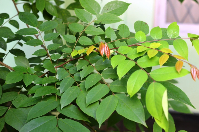 Cha mẹ cần tuân thủ những nguyên tắc khi áp dụng các cách trị rôm sảy cho bé bằng lá khế 