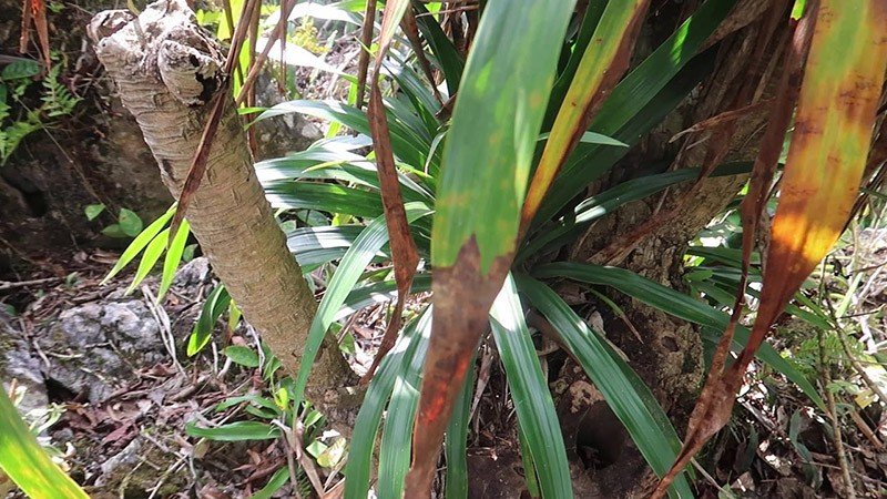 Dracoresinotanol là thành phần chính được tìm thấy trong nhựa huyết giác