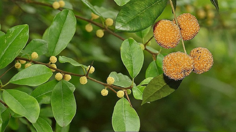 Hình ảnh cây mỏ quạ