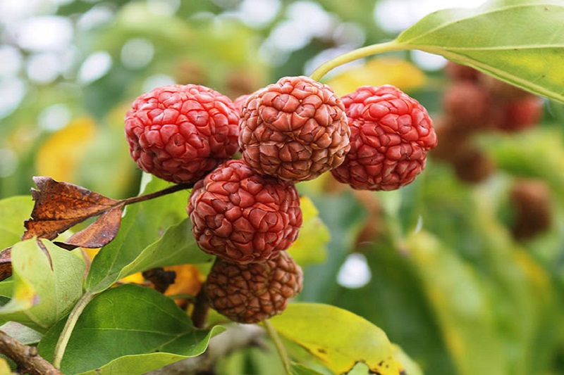 Sử dụng cây mỏ quạ chữa bệnh cần có chỉ định của bác sĩ chuyên khoa