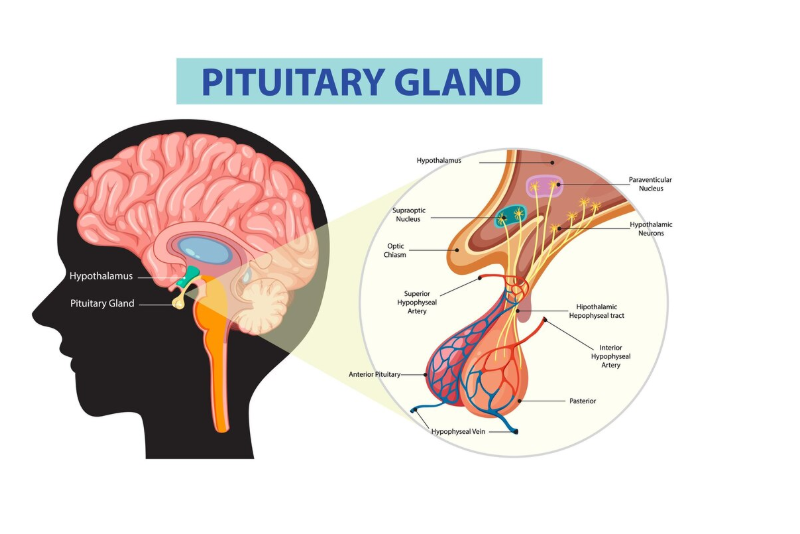 Hình ảnh giúp hình dung về vị trí và hình dạng của tuyến yên