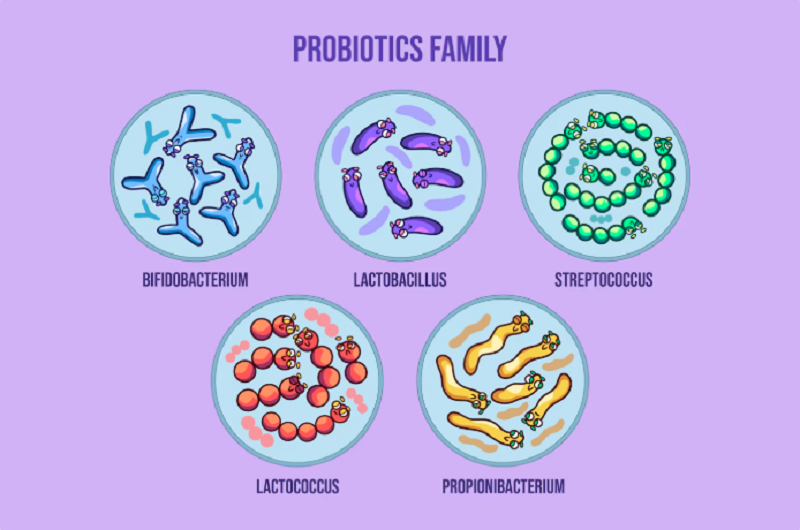 Sữa chua giàu lợi khuẩn probiotic tốt cho hệ tiêu hóa 