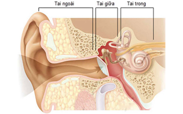 Cấu tạo của tai người