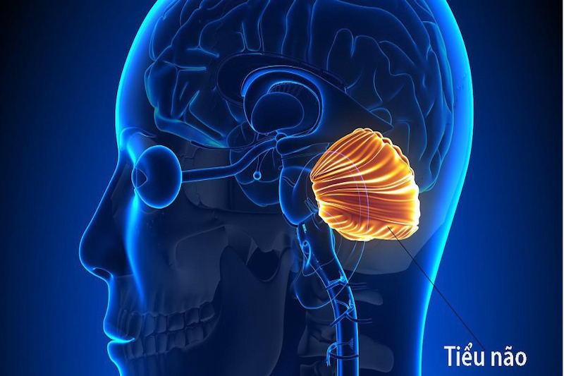 Hình ảnh tiểu não