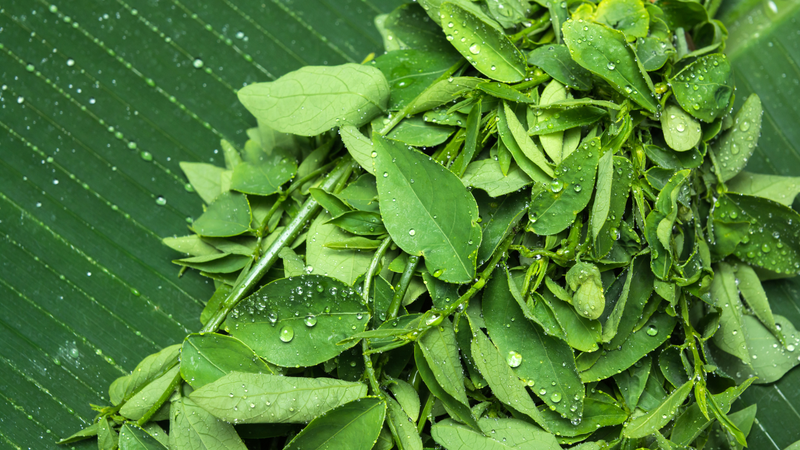 Rau ngót là một trong những loại rau bà bầu không được ăn​