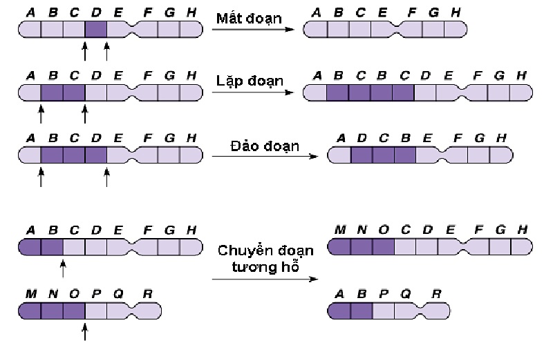 Xét nghiệm giúp phát hiện bất thường về cấu trúc nhiễm sắc thể 
