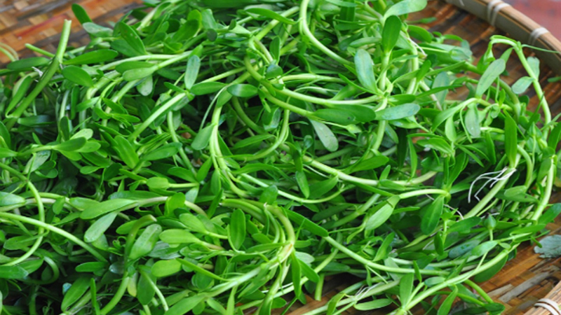 Rau đắng chứa nhiều chất chống oxy hóa 