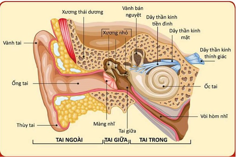  Dây thần kinh tiền đình và cơ quan liên quan