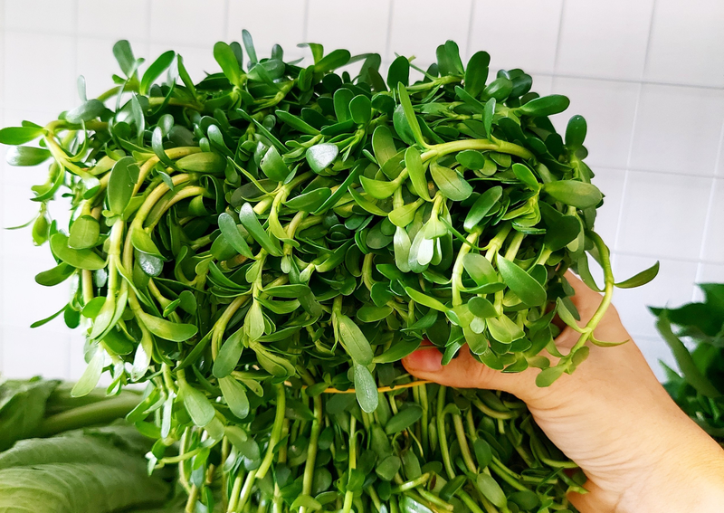 Bà bầu có thể ăn rau đắng với tần suất phù hợp 