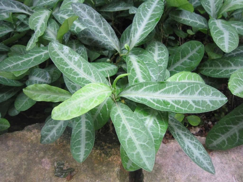 Cây lưỡi nhân được sử dụng trong việc hỗ trợ điều trị viêm khớp, đau nhức cơ xương 