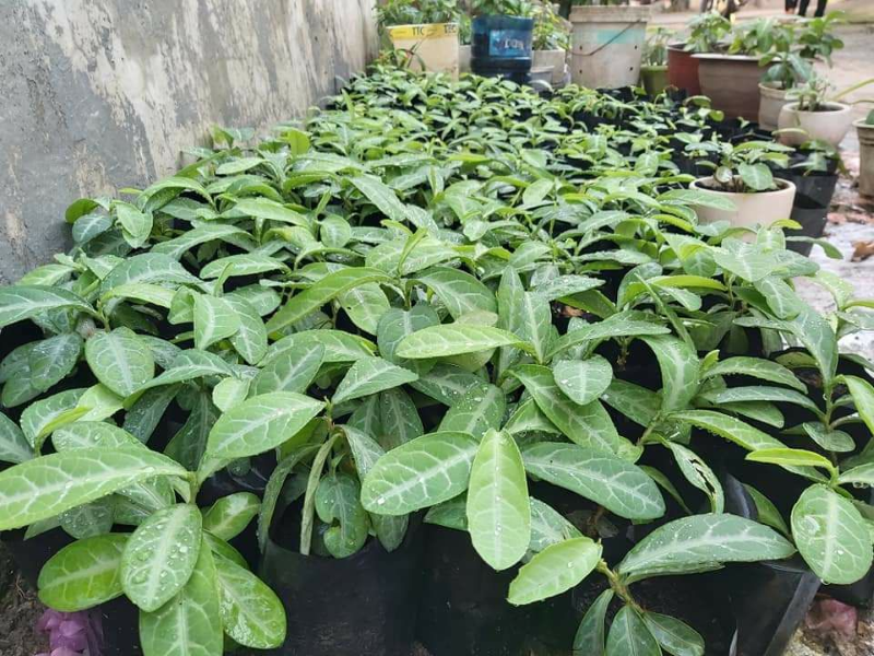 Cây lưỡi nhân được biết đến là một loại thảo dược quý 