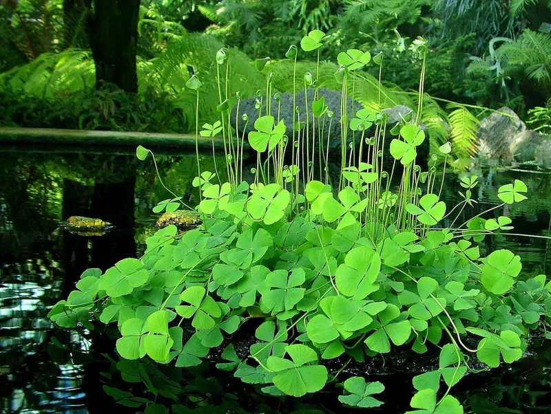 Rau bợ có tác dụng thanh nhiệt hiệu quả 