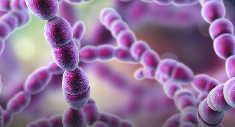 Bệnh liên cầu khuẩn ở người do vi khuẩn thuộc chi Streptococcus gây ra