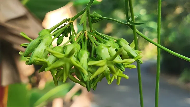 Lưu ý trong khâu lựa chọn hoa thiên lý 