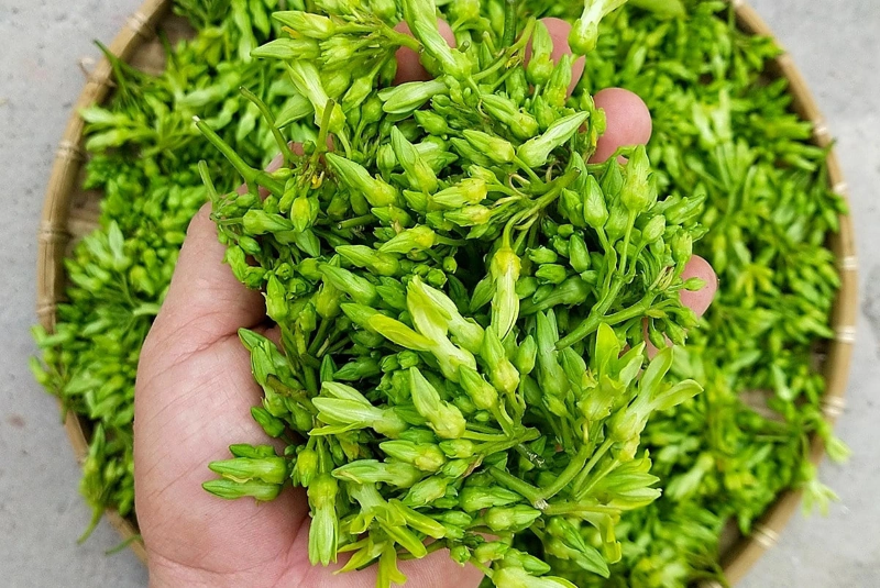 Nhiều người sử dụng hoa thiên lý để hỗ trợ an thần, ngủ ngon 