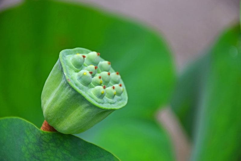Hạt sen có thể giúp an thần, cải thiện chất lượng giấc ngủ 