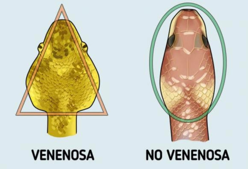 Cần phân biệt rõ rắn độc và rắn không độc cắn