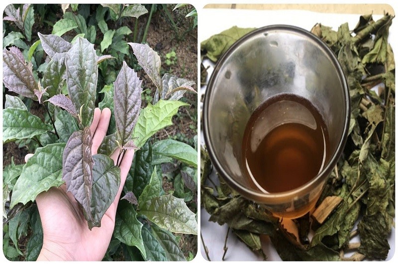 Nước xạ đen có thể hỗ trợ giải độc gan