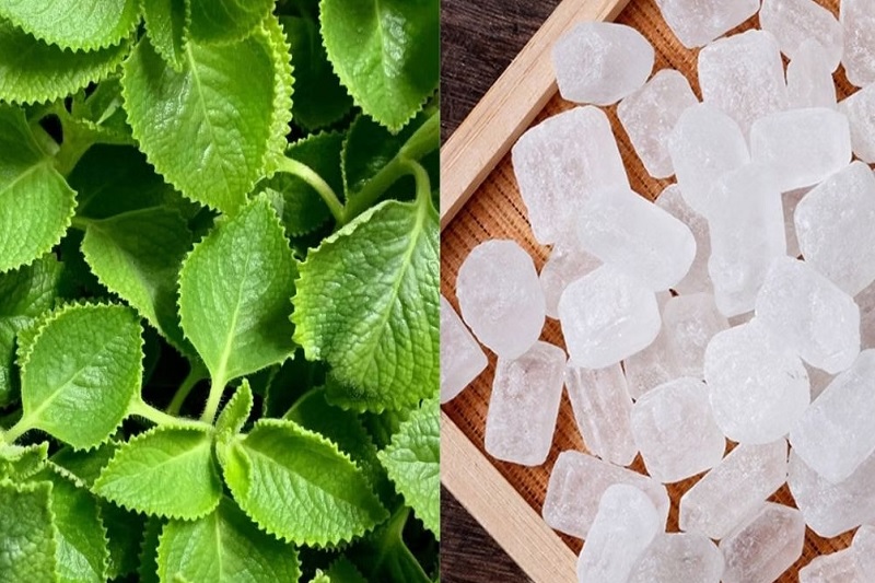 Nguyên liệu húng chanh và đường phèn trong cách dùng lá cây trị viêm họng theo phương pháp dân gian