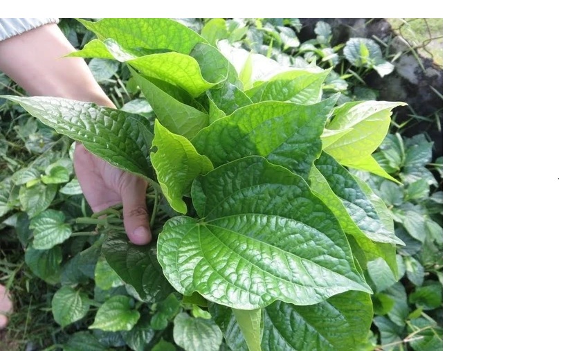 Lá lốt được dùng để nấu nước xông hoặc lấy nước nhỏ mũi chữa viêm xoang