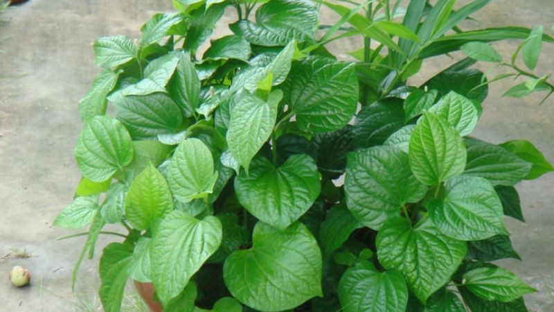 Lá lốt được dùng để nấu nước xông hoặc lấy nước nhỏ mũi chữa viêm xoang