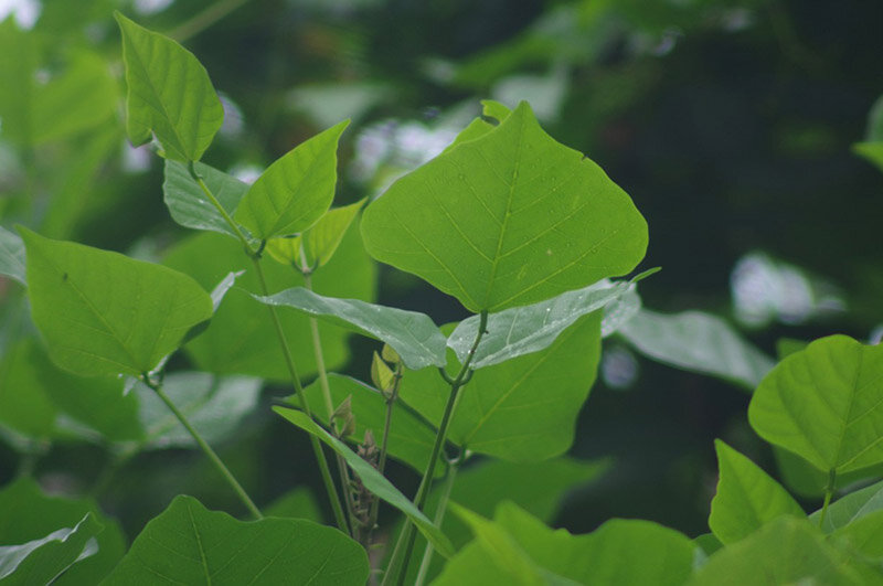 Cây lá vông được sử dụng làm thuốc trong Đông y 