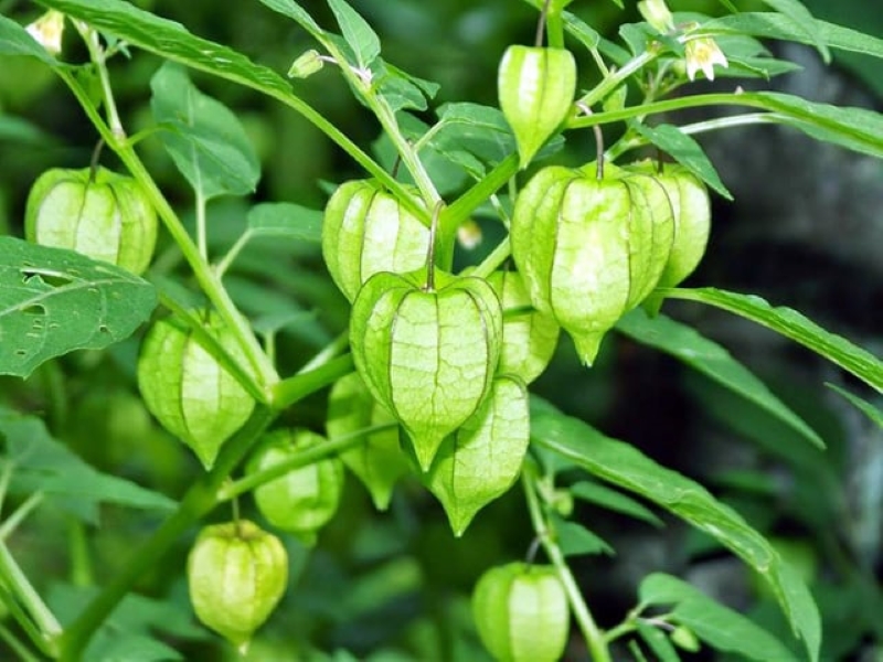 Cây lồng đèn mọc hoang phổ biến tại Việt Nam 