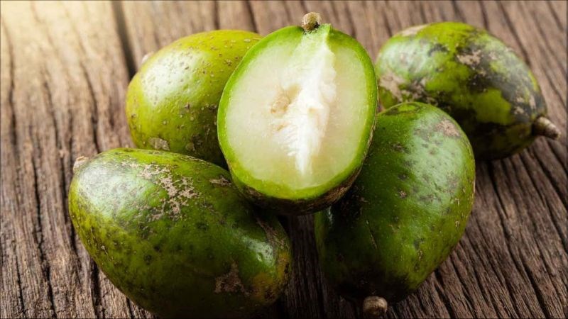 Hàm lượng vitamin C có trong quả cóc giúp cơ thể tăng cường sức đề kháng 