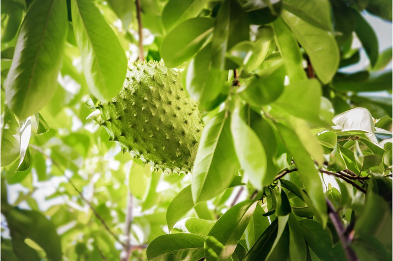 Lượng vitamin C dồi dào có trong quả mãng cầu giúp tăng cường hệ miễn dịch cho cơ thể 