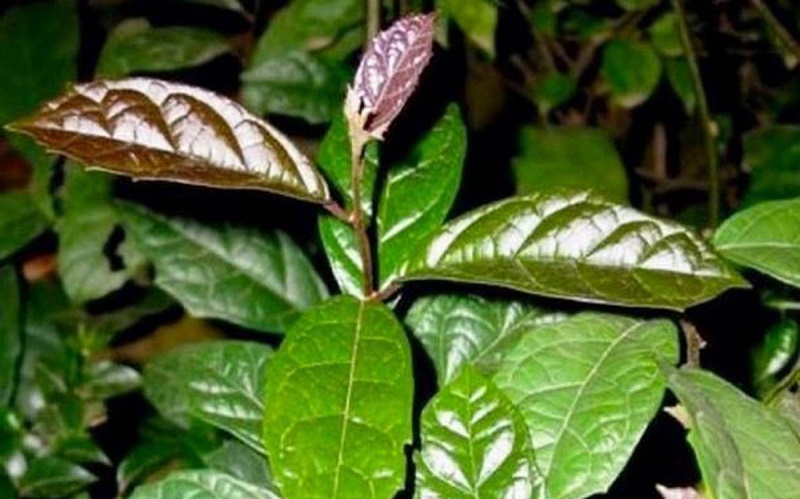 Lá cây xạ đen