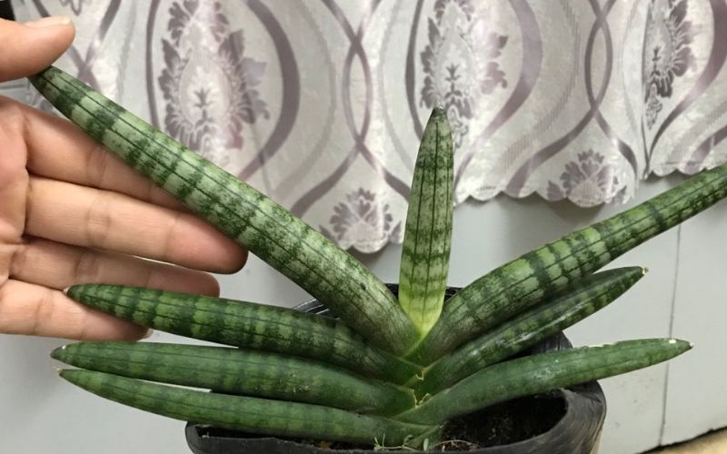 Cần cẩn trọng khi tiếp xúc với nhựa của cây ngà voi 
