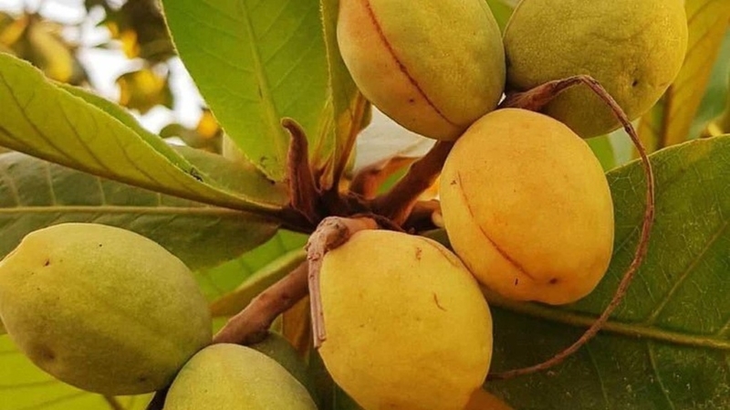 Quả và hạt bàng có thể sử dụng làm thuốc 