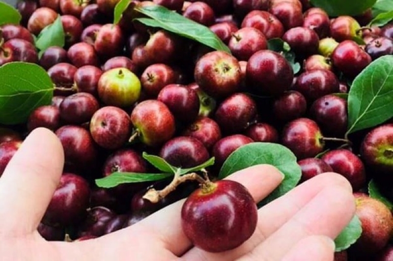 Quả bồ quân có tác dụng cung cấp vitamin và khoáng chất cho cơ thể 