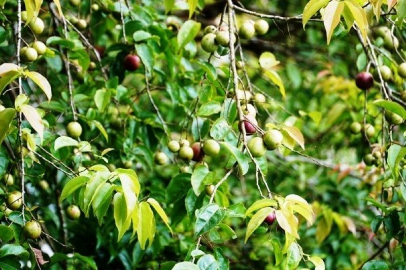 Các bài thuốc từ quả bồ quân đều mang tính chất dân gian truyền miệng, do đó bạn đọc không nên tự ý sử dụng khi chưa có tư vấn của bác sĩ 