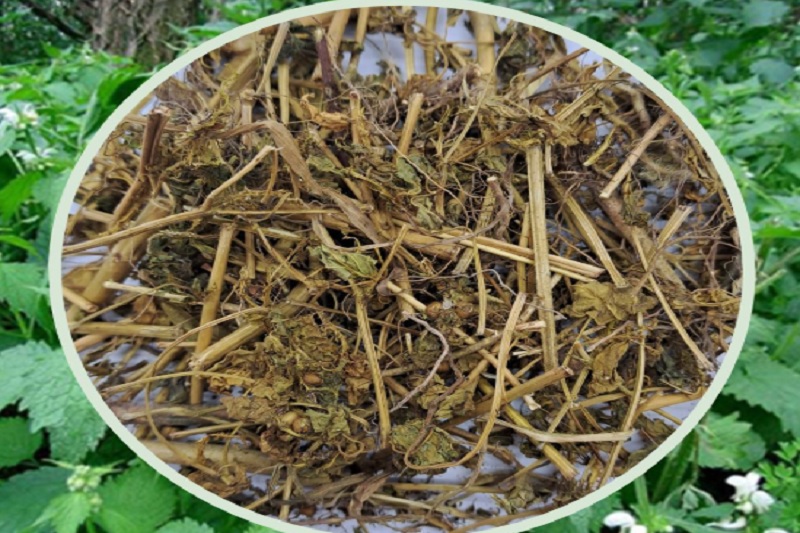 Dược liệu cây nàng hai được phơi khô