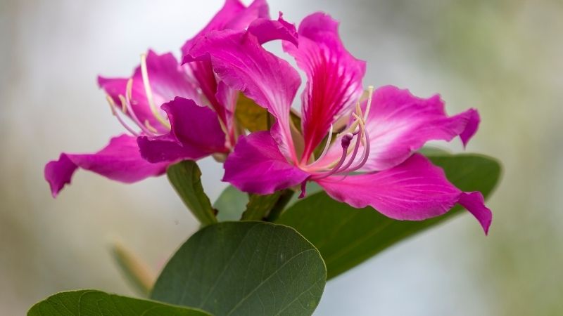 Hoa của cây móng bò