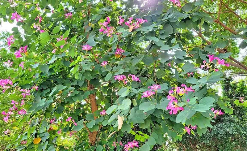 Thân và hoa cây móng bò thường được người dân dùng làm dược liệu