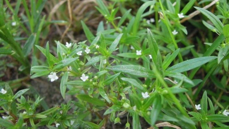 Lá và hoa cây lưỡi đồng